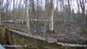 LIVE: На лесной опушке. Природа онлайн