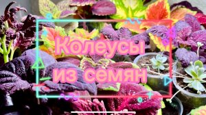 Колеусы из семян / Сорта и результаты