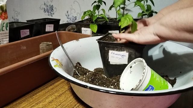 Садово-огородная сага. Сделала перевалку перца.