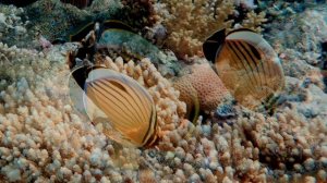 Рыбы-бабочки