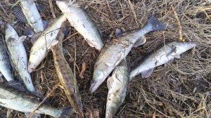 Рыбалка на СУДАКА с берега в Астрахани.