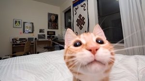 FUNNY CATS SOUNDS | КОТЫ ИЗДАЮТ СМЕШНЫЕ ЗВУКИ | СМЕШНО МЯУКАЮТ