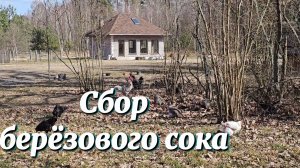 Простая жизнь на хуторе. Тишина леса и первые шаги в новый сезон. Собираем первый сок