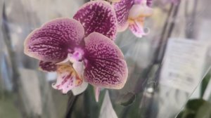 28-03-2026.прогулка по Лемана про..