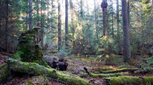 ТАЙГА.  Один в сибири против всего мира