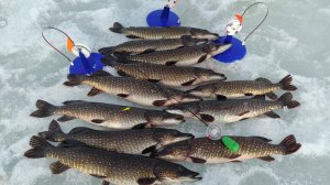 ЩУЧИЙ ЖОР: мартовский экстрим.