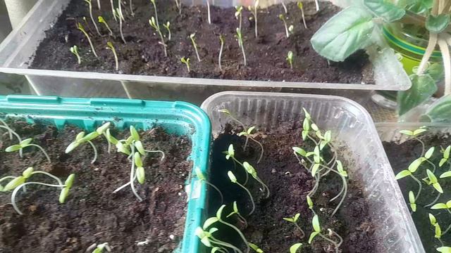 Виды на урожай. Нужно пикировать рассаду. Планы на день