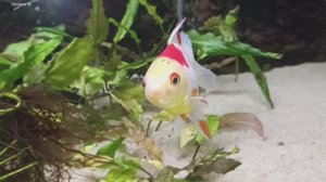 Аквариумные рыбки в зоопарке.mp4