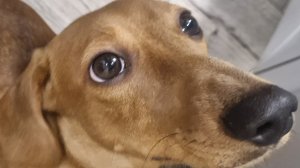 Стряпаем пирожки и сосиски в тесте 🌭