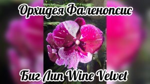 Орхидея Фаленопсис Биг Лип Wine Velvet