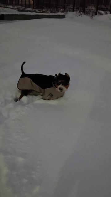 очень опасный парень  залижет до смерти