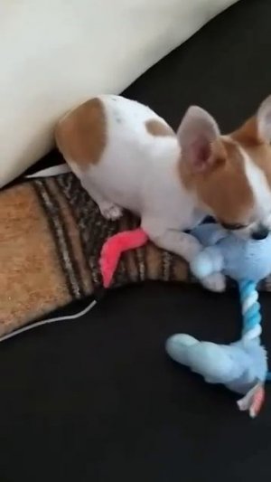 #чихуахуаПринцРеди ИГРЫ ❤️НА ШЕРСТЯНОМ НОСКЕ