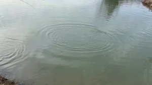 поимка форели на спиннинг