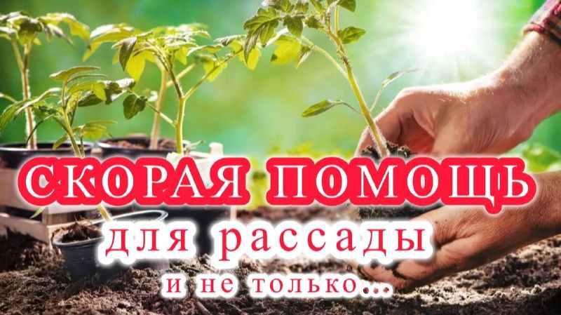 Готовим рассаду к пикировке или перевалке, а так же переезду правильно и заблаговременно