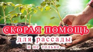 Готовим рассаду к пикировке или перевалке, а так же переезду правильно и заблаговременно