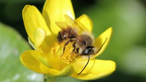 ОСМИИ РУФА одиночные пчёлы-опылители растений