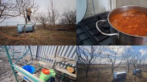 Обработала сад от вредителей и болезней.Обрезаю черешню. Сходила на укол.