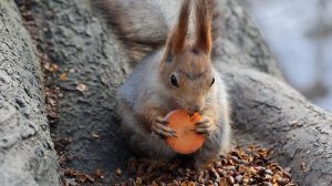 Белки. Зарисовка