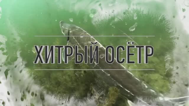 РАЗНОВИДНОСТИ РЫБОЛОВНЫХ СЕТЕЙ