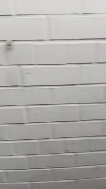 Увидела мышек на стене