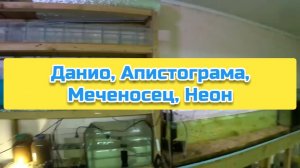 Данио, Апистограма, Меченосец, Неон