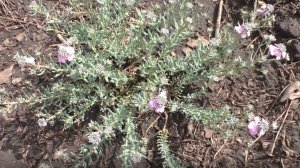 Выращивание крылотычинника из семян