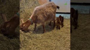 Читатели «АиФ» сделали свой выбор! Сморите вторую серию проекта «Пушистые истории»