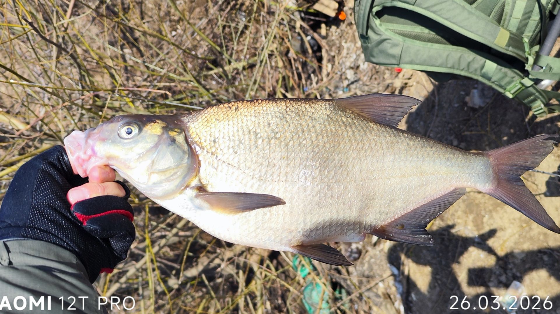 Лещёвое эльдорадо на мормышку