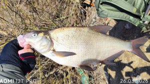 Лещёвое эльдорадо на мормышку