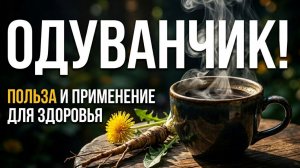 Корень одуванчика для здоровья: полезные свойства и применение