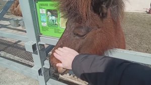 Пони, сказали, не кормить!!! А гладить можно.mp4