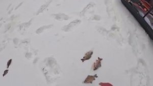 Сменив несколько мест мы их нашли!!! Рыбалка на хапуги в марте.