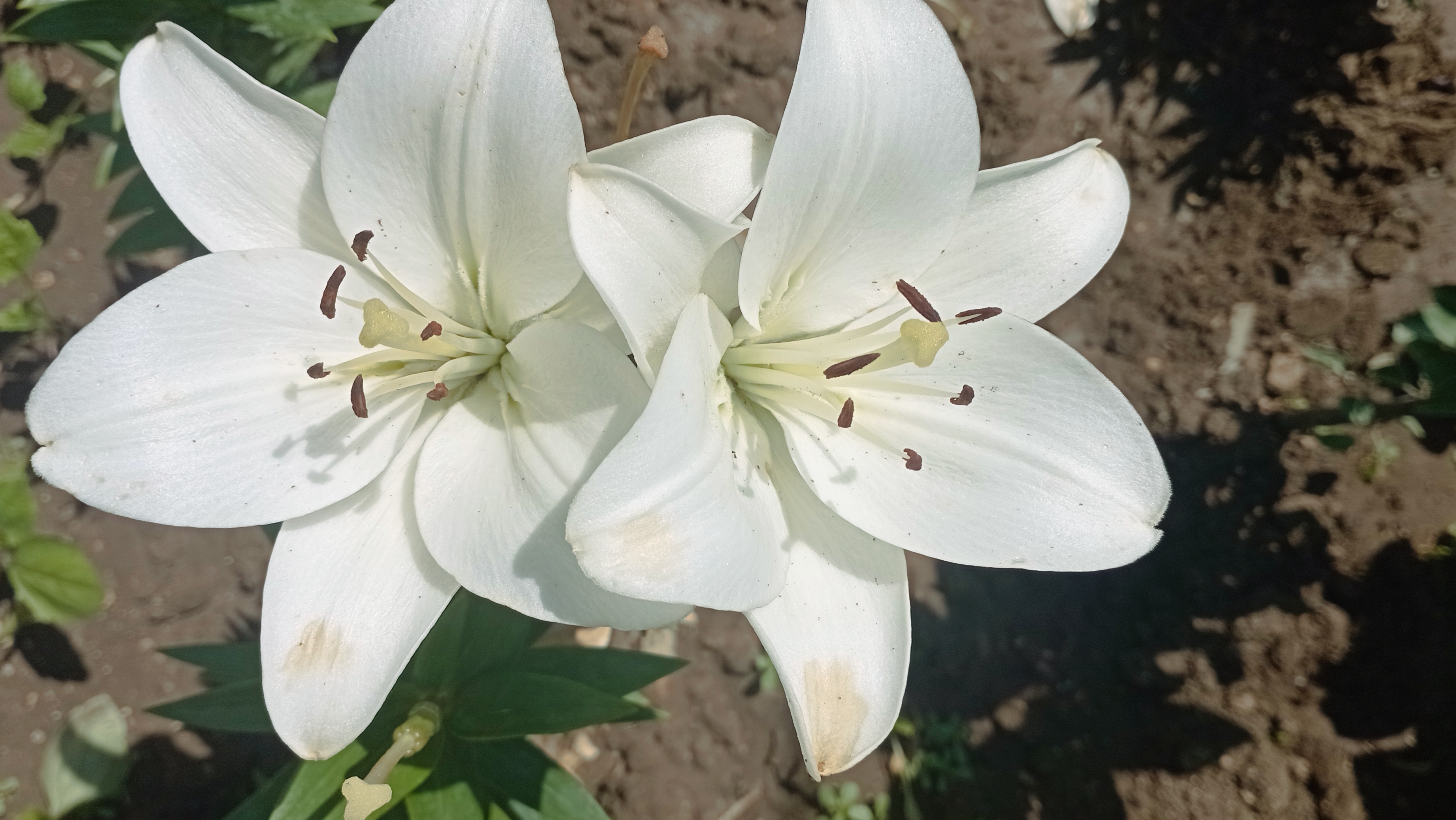 Второй день на даче