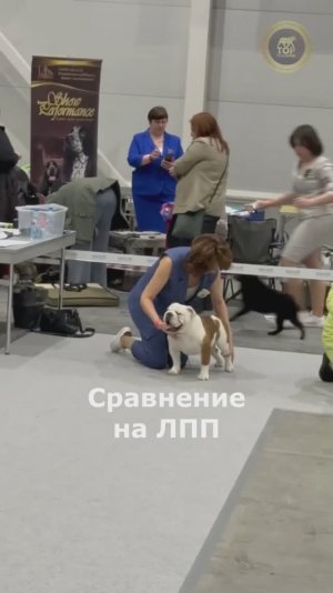 28.03.2026 г. Рейтинговая выставка +specialty, г.Новосибирск. Судья Максимова Наталья Бишкек