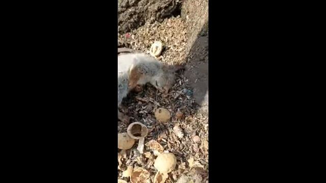 🤯 LIVE: ЧТО С БЕЛЬЧОНКОМ!?#shorts#белка #тольятти