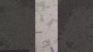 Там где Маша и Тайсон все прекрасно