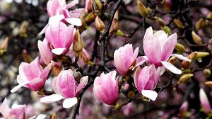 ✨ СБОРНИК КРАСИВОЙ ФОРТЕПИАННОЙ МУЗЫКИ ДЛЯ ДУШИ ЧАСТЬ 2 🎵 РАССЛАБЛЯЮЩАЯ МУЗЫКА ДЛЯ РЕЛАКСАЦИИ