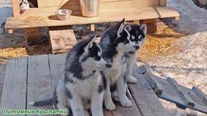 Предлагаем мальчика и девочку щенка хаски, черно-белых, родились 13 января 2026 года