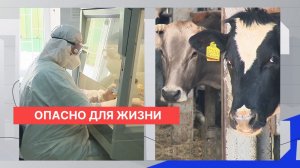 Двукратный рост заражения бешенством зафиксирован в Нижегородской области с начала года