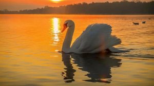 Юрий Кость - Гуси-лебеди