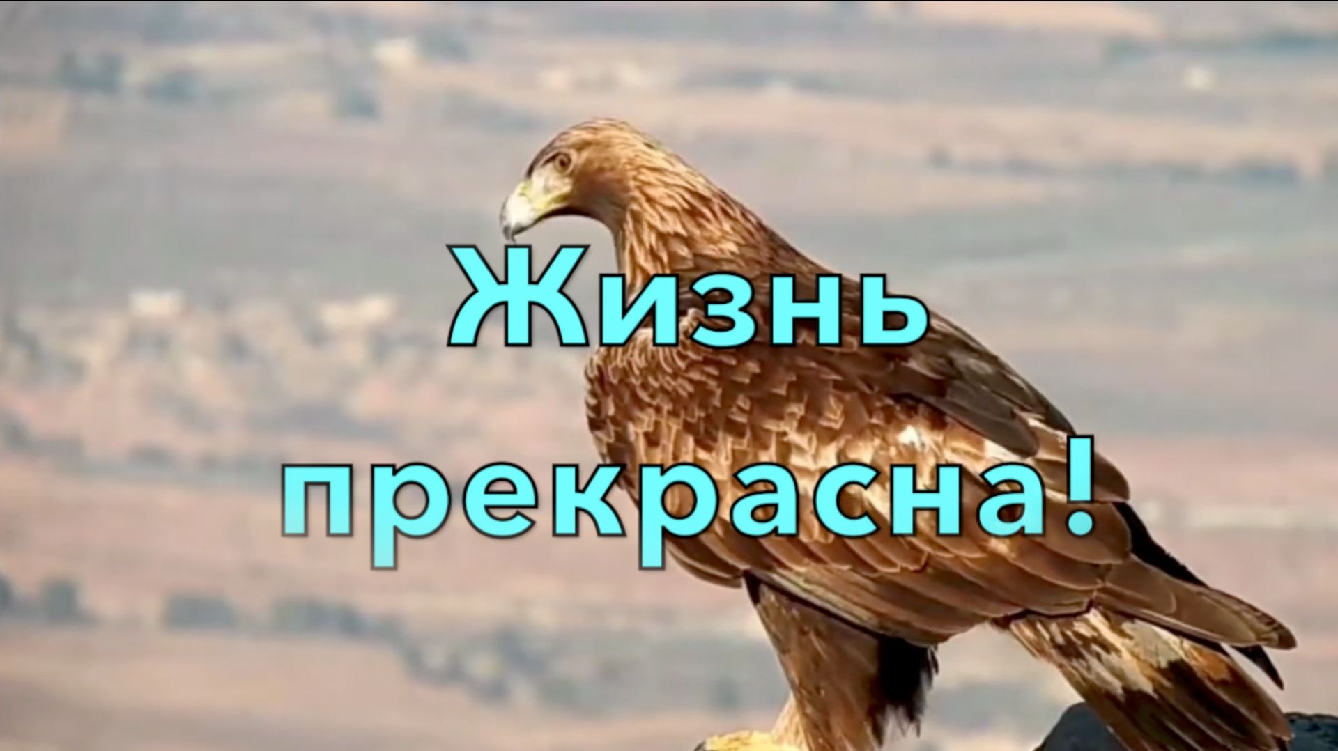 Жизнь прекрасна