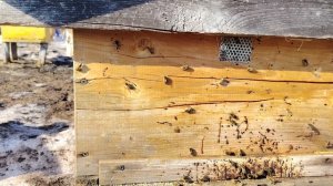 Выставили пчёл. Первый весенний облет пчёл.