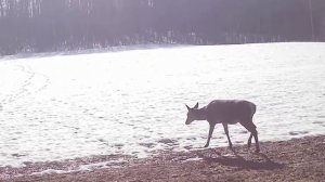 олени на первых проталинах