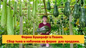 Ферма Бушкрафт в Пханге. Вьетнам. Сбор тыкв и кабачков на ферме  для продажи.