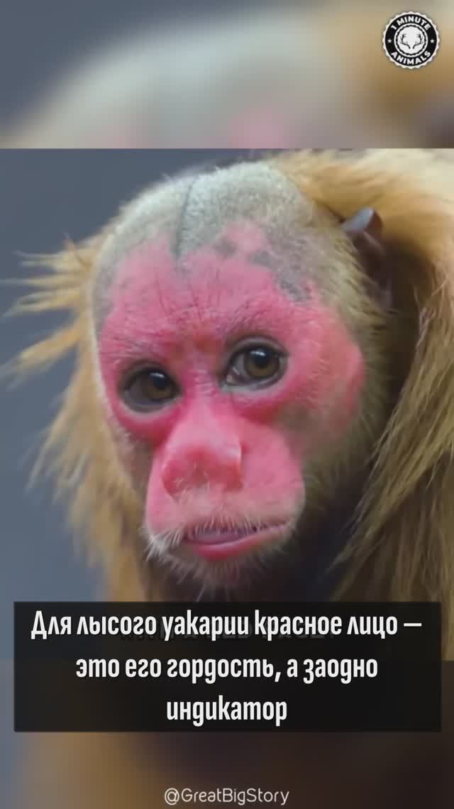 Красное лицо - его гордость!