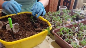 Все способы пикировки рассады томатов. Разберется даже новичок!