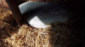 Всё так же жду и списываюсь с ветврачом.