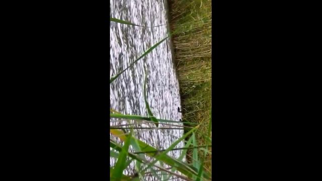 Видеокамера ZOOM  60-в работе 