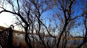 Отличная охота на селезня