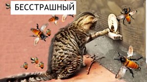 Бесстрашный кот.✌️🐺 🐝